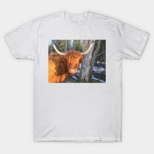 Scottish Highland Cattle Cow 1956 T-Shirt